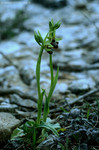 Orchidea Selvaggia delle pendici del Monte Calvi
